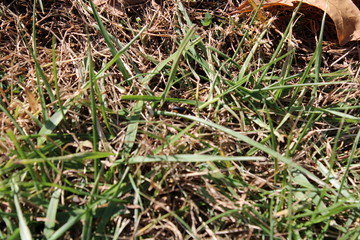 green grass in soil