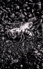 dead bee, on dry sandy ground. Collapse of pollination of the environment due to ecological problems. black and white image of insect.