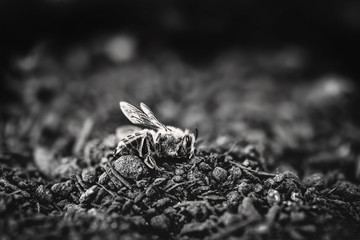 dead bee, on dry sandy ground. Collapse of pollination of the environment due to ecological problems. black and white image of insect.
