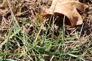 short prairie grasses