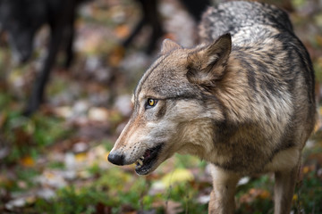 Grey Wolf (Canis lupus) Looks Left Black Wolf in Background Autumn