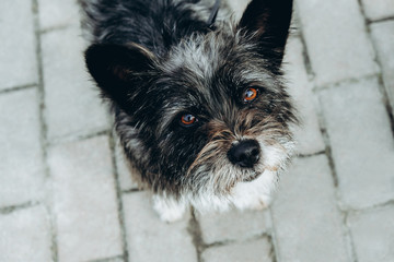 Funny dark dog looking at the camera