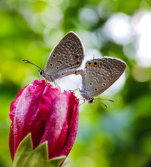 Mating of butterfly on a flower