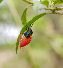 molting of green jewel bug.