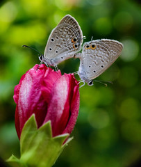 butterfly mating on flower bud.
