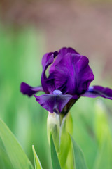 Dark Purple Iris Flower