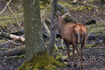 Naklejka na ściany i meble Female red deer (Cervus elephus) in natural environment, Carpathian forest, Slovakia, Europe