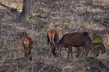 Female red deer (Cervus elephus) in natural environment, Carpathian forest, Slovakia, Europe