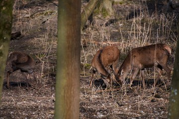 Female red deer (Cervus elephus) in natural environment, Carpathian forest, Slovakia, Europe