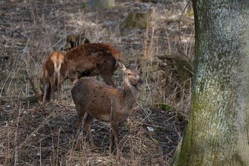 Naklejka na ściany i meble Female red deer (Cervus elephus) in natural environment, Carpathian forest, Slovakia, Europe