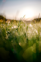 Bright Wet Green Grass with Water Drops at Sunrise Dawn with Light Bokeh Texture Effect in Beautiful Closeup Macro Nature Background Photo