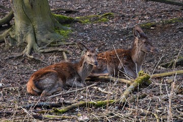 Female red deer (Cervus elephus) in natural environment, Carpathian forest, Slovakia, Europe