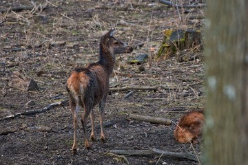 Female red deer (Cervus elephus) in natural environment, Carpathian forest, Slovakia, Europe