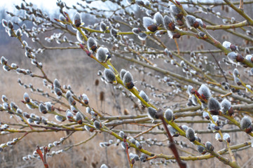 Willow (Salix caprea) branches before flowering