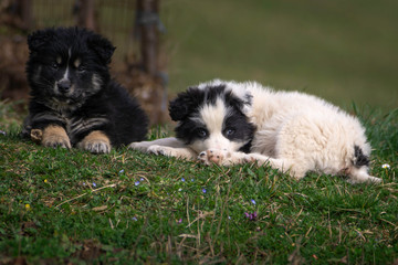 two puppies on the grass
