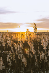 sunset over reeds filed