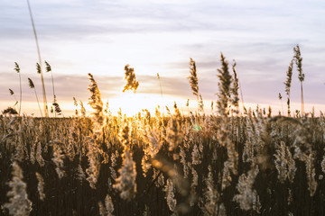 sunset over reeds filed