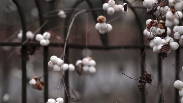 A Symphoricarpos albus is a species of flowering plant. Snowberry fruits in spring.