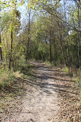 road in the forest