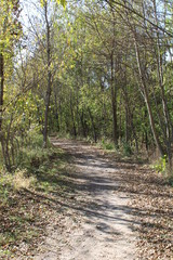path in forest