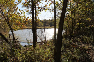 autumn in the forest by the lake