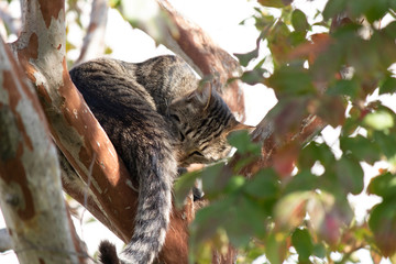 Gray cat sleeping on the tree branch. Close up.