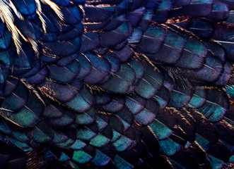 texture background iridescent different shapes of fairy bird feathers in blue and lilac colors