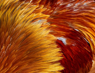 background from textures of bright iridescent feathers of a rooster bird in red and gold