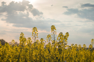 Rapeseed flowers
