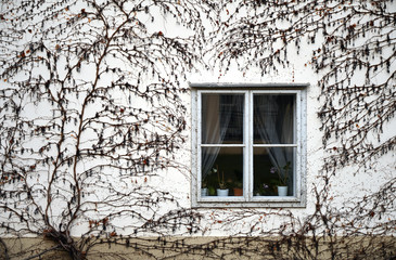 wall with old wooden window and creeper plant