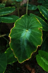 green leaf with drops of water