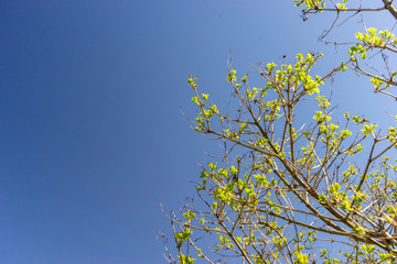 Branch of tree with new young blooming green leaves in early spring against blue sky. Natural background with copy space and place for text, design