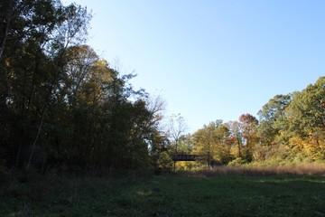 train tracks through the forest
