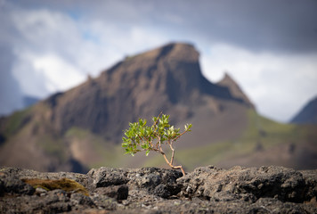 Strong tiny tree on the Volcanic landscape. Iceland, Laugavegur hiking track, concept of desire,...