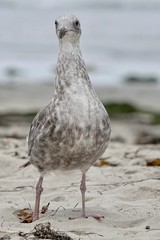 A seagull looks for food on a beach.