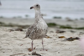 A seagull looks for food on a beach.