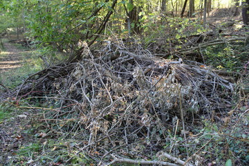 pile of branches in forest