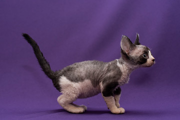 Cornish rex kitten