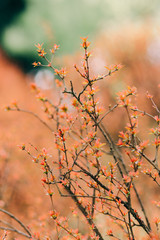 little young orange leaves on branches of shrub in the spring. natural background