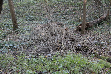 pile of branches in forest