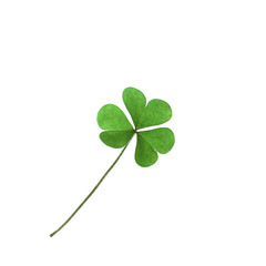 Fresh clover leaf isolated on white. St. Patrick's Day celebration