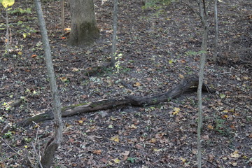 fallen tree in forest