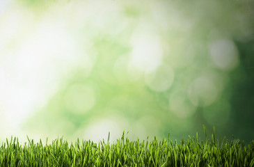 Fototapeta na wymiar Fresh green grass on blurred background, space for text. Spring season