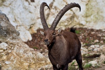 Alpine ibex (Capra ibex) in natural environment, Austria, Europe