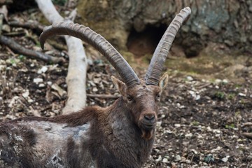 Alpine ibex (Capra ibex) in natural environment, Austria, Europe
