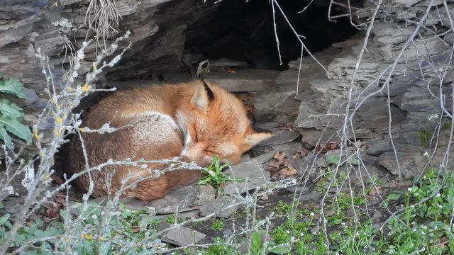 Rotfuchs schl&auml;ft in Felswand
