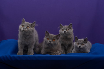 Fototapeta na wymiar Four british cats