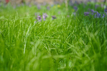 green grass close up with blurry background