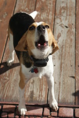 Beagle