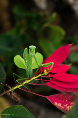 dragonfly on flower hola © tiko